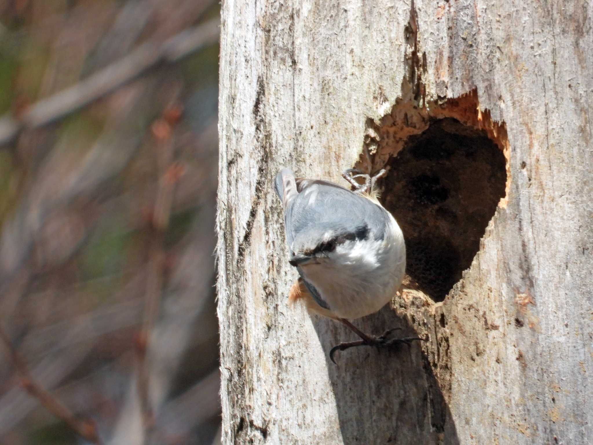 Photo of Eurasian Nuthatch at 泉ヶ岳 by くーちゃんねる