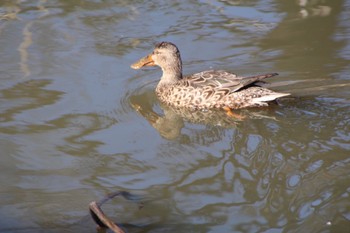 ハシビロガモ 水元公園 2023年3月19日(日)