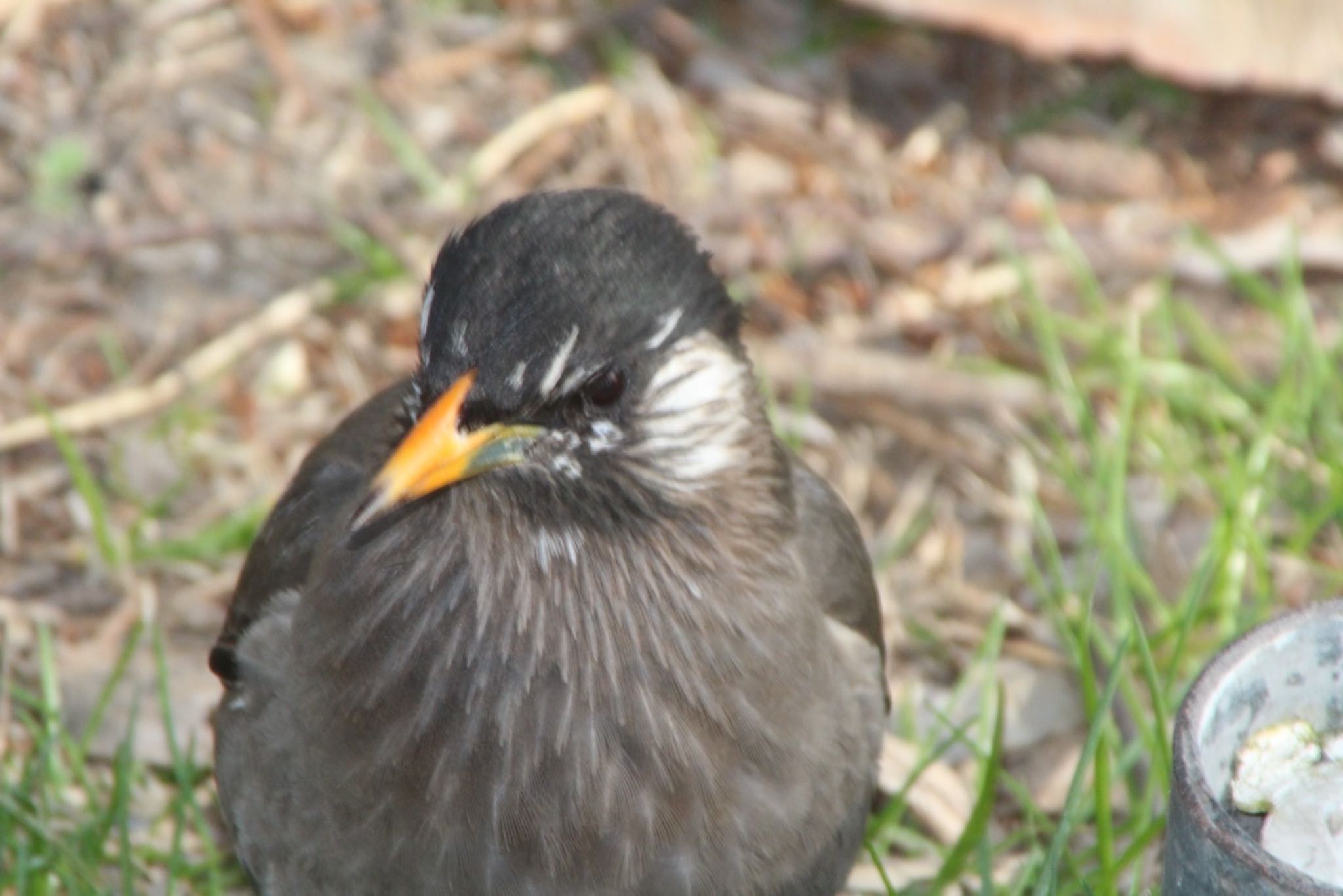 Photo of White-cheeked Starling at Mizumoto Park by Rei 