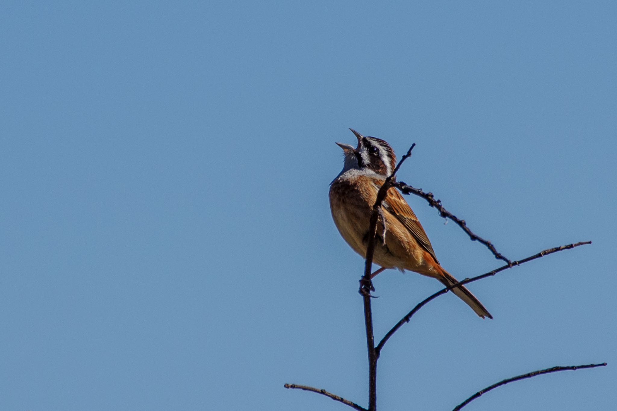 Photo of Meadow Bunting at 茨城県牛久 by Marco Birds