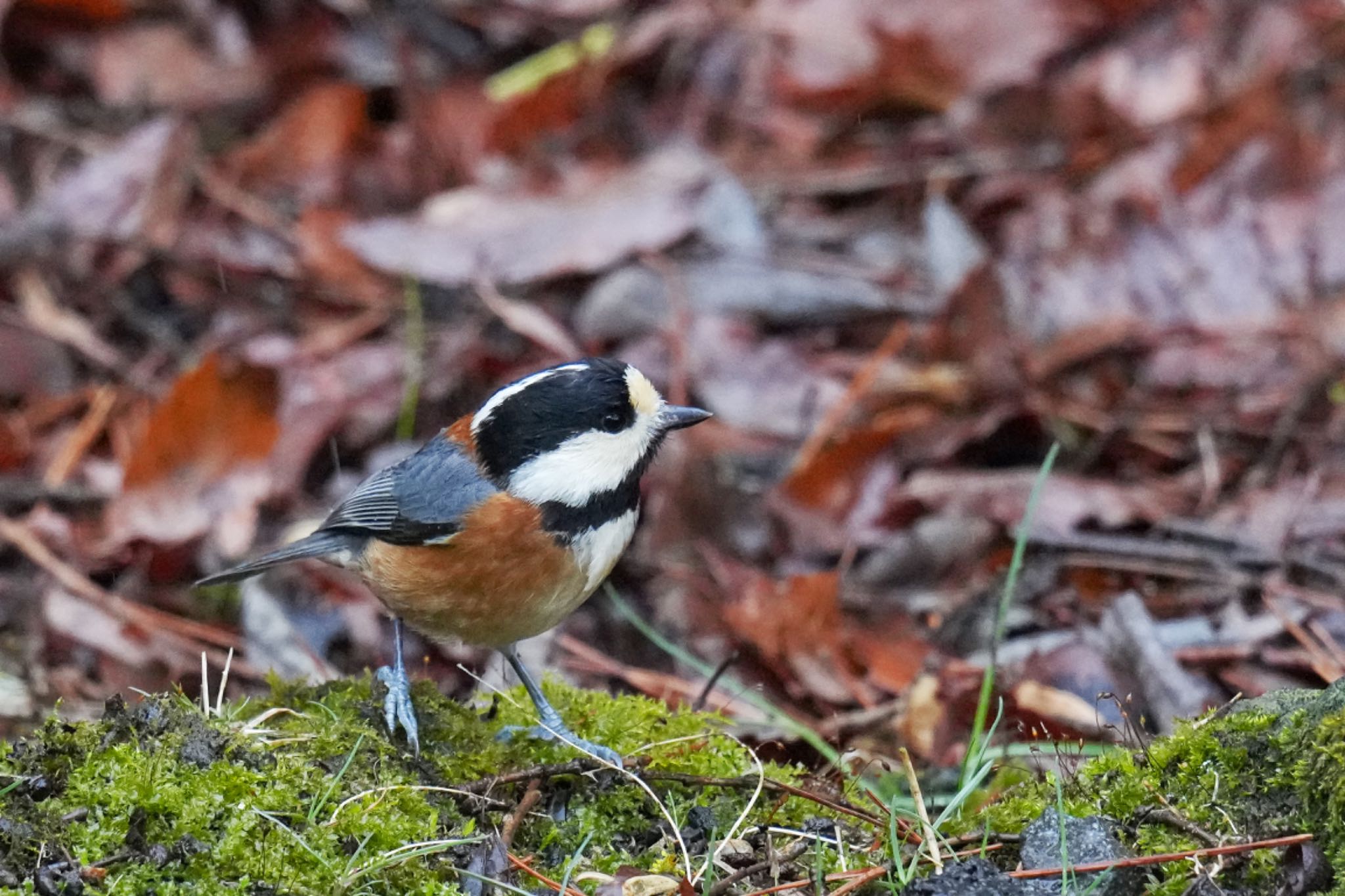 Photo of Varied Tit at 西湖野鳥の森公園 by アポちん