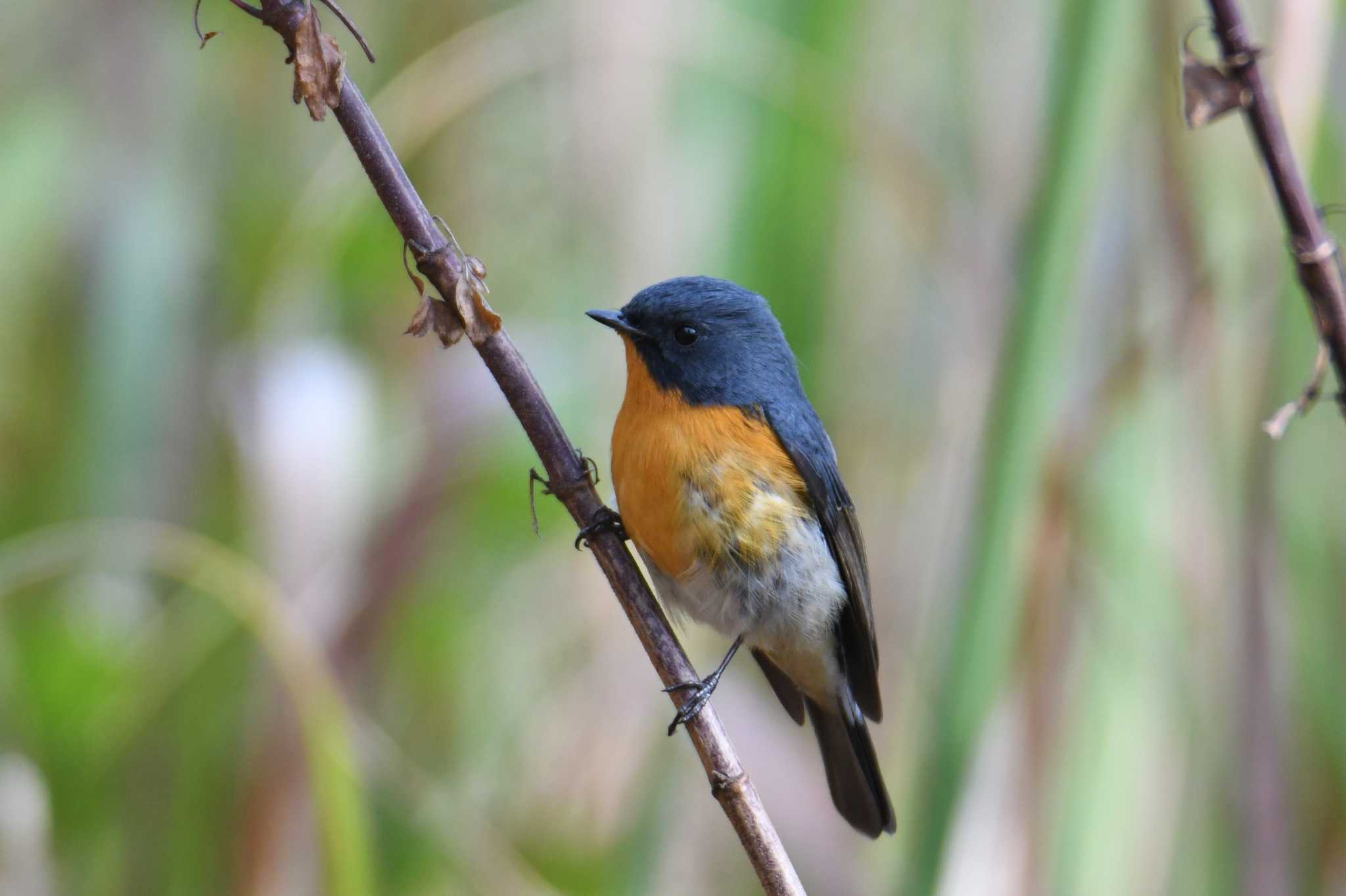 Photo of Slaty-backed Flycatcher at Doi Sanju by あひる