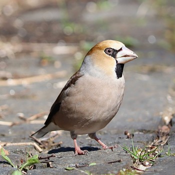 2023年3月19日(日) 片倉城跡公園の野鳥観察記録