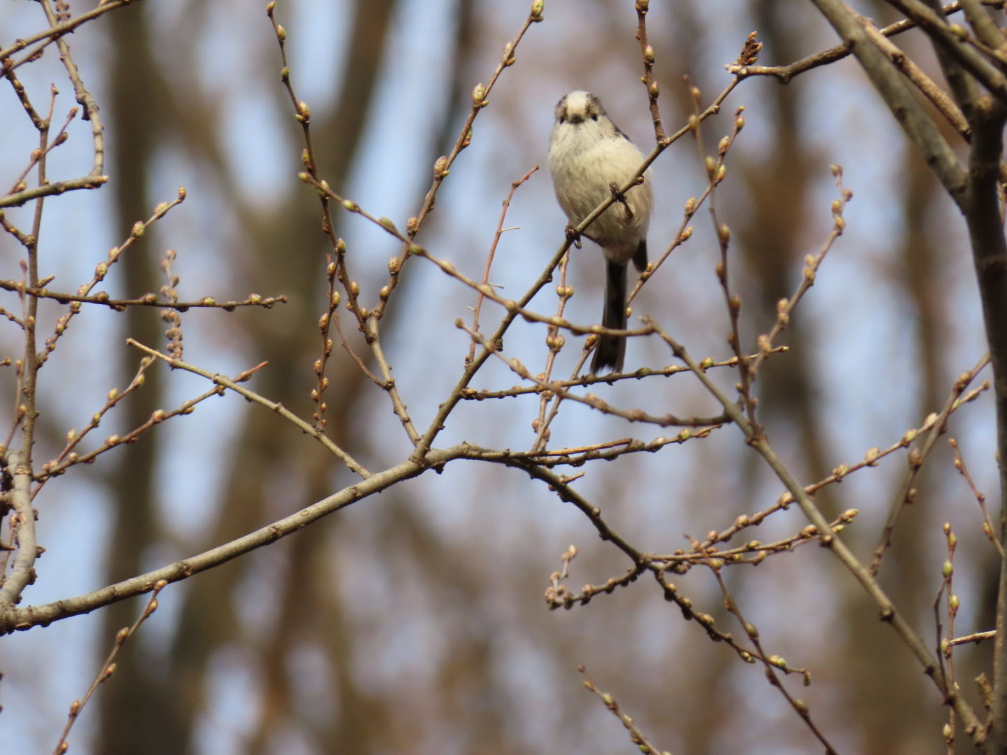 Photo of Long-tailed Tit at Mizumoto Park by toru