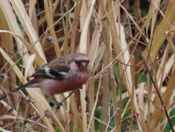 Siberian Long-tailed Rosefinch Mizumoto Park Tue, 3/14/2023