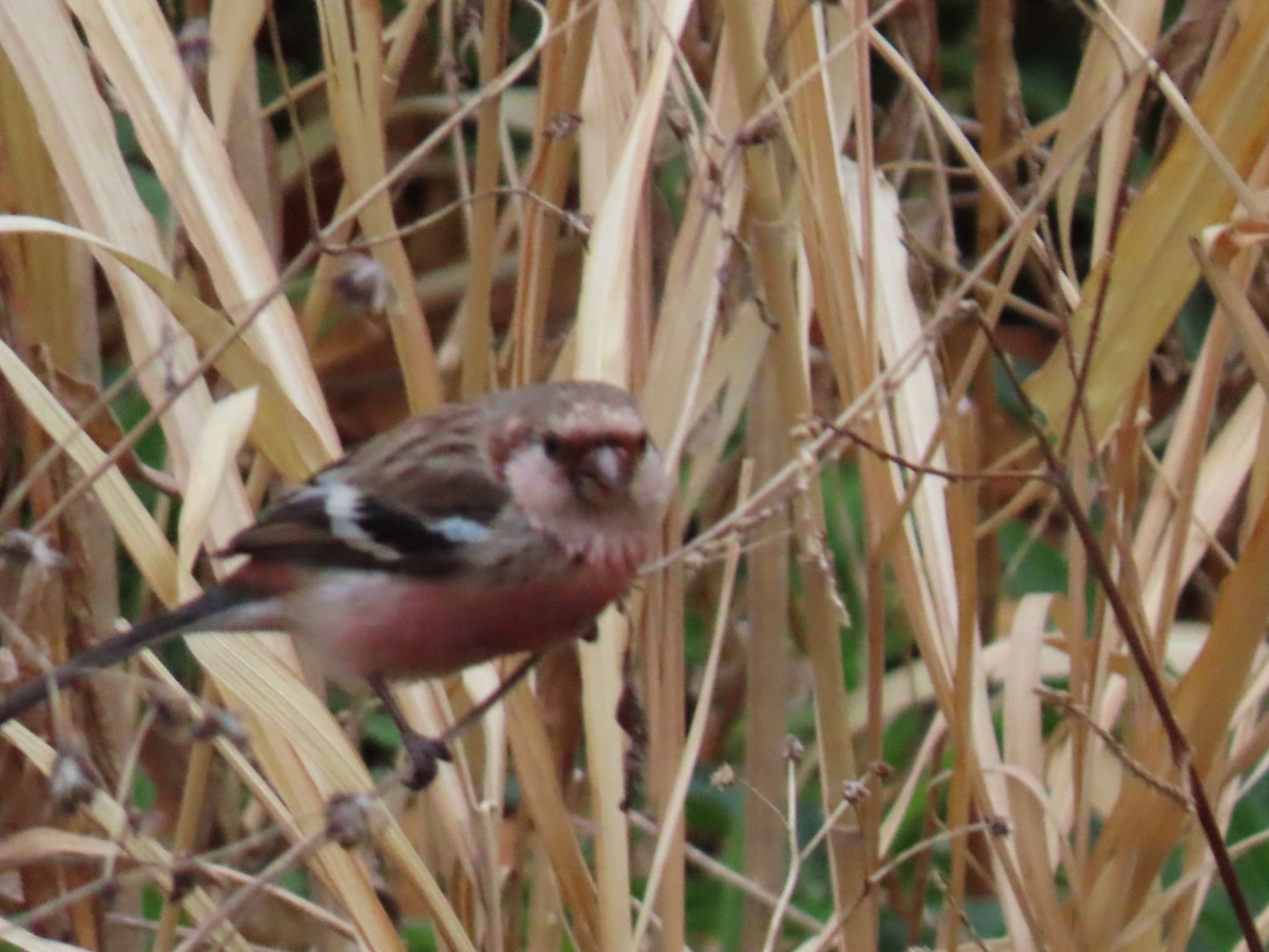 Photo of Siberian Long-tailed Rosefinch at Mizumoto Park by toritoruzo 