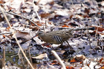 クイナ こども自然公園 (大池公園/横浜市) 2023年3月19日(日)