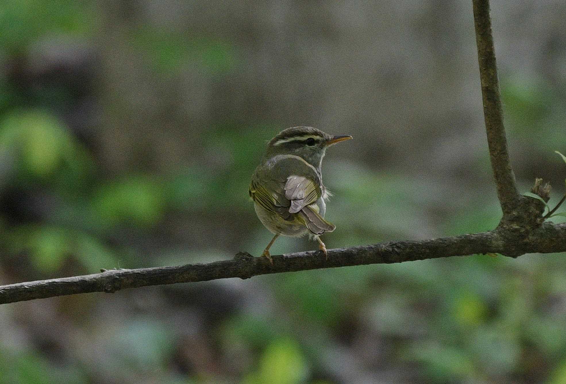  メボソムシクイの写真 by くまのみ