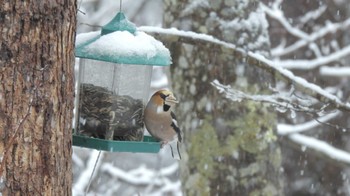 Hawfinch 軽井沢 Sat, 3/18/2023