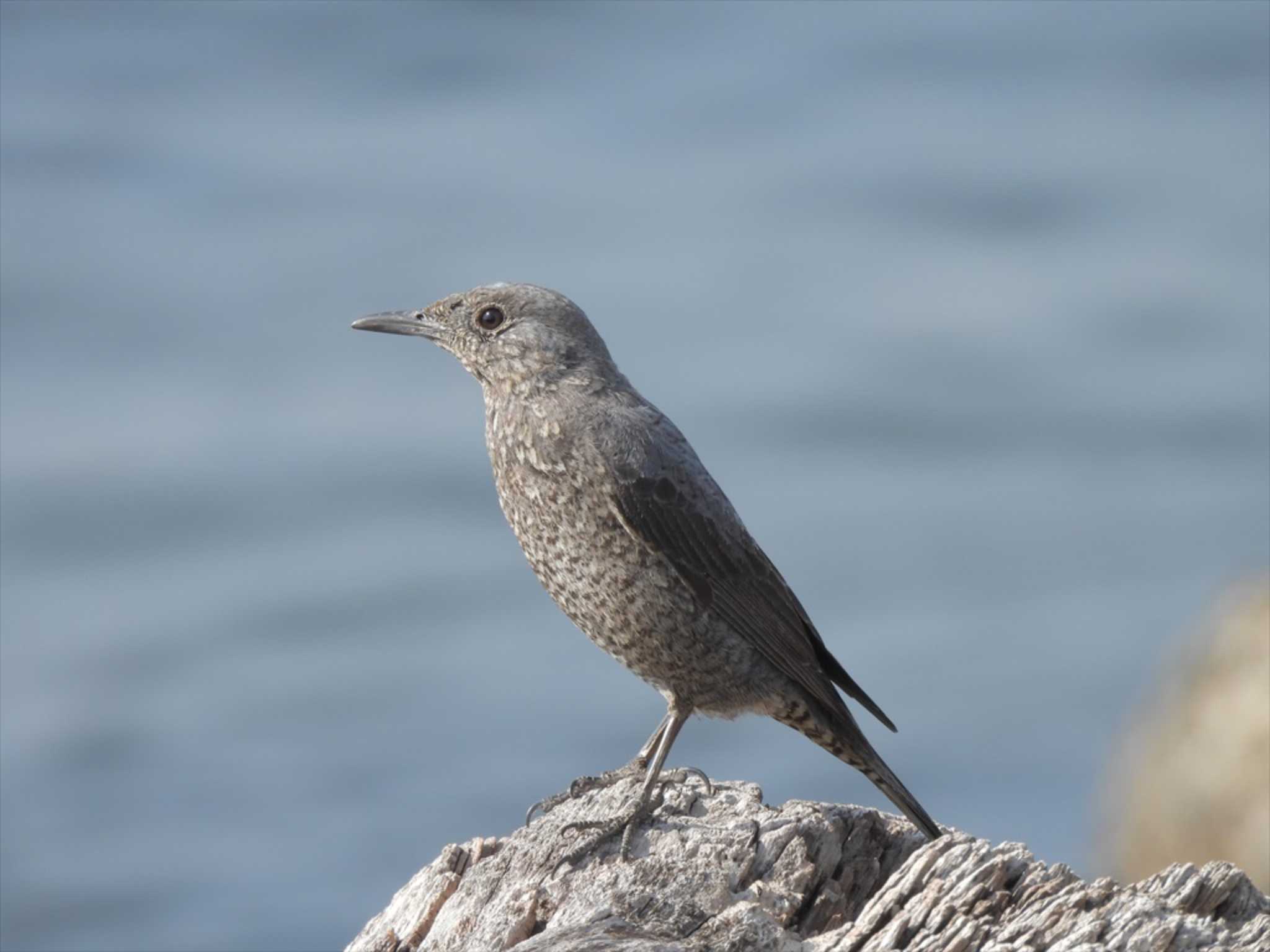 Blue Rock Thrush