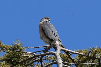 Japanese Sparrowhawk(iwasakii) 木場公園(江東区) Sun, 3/19/2023