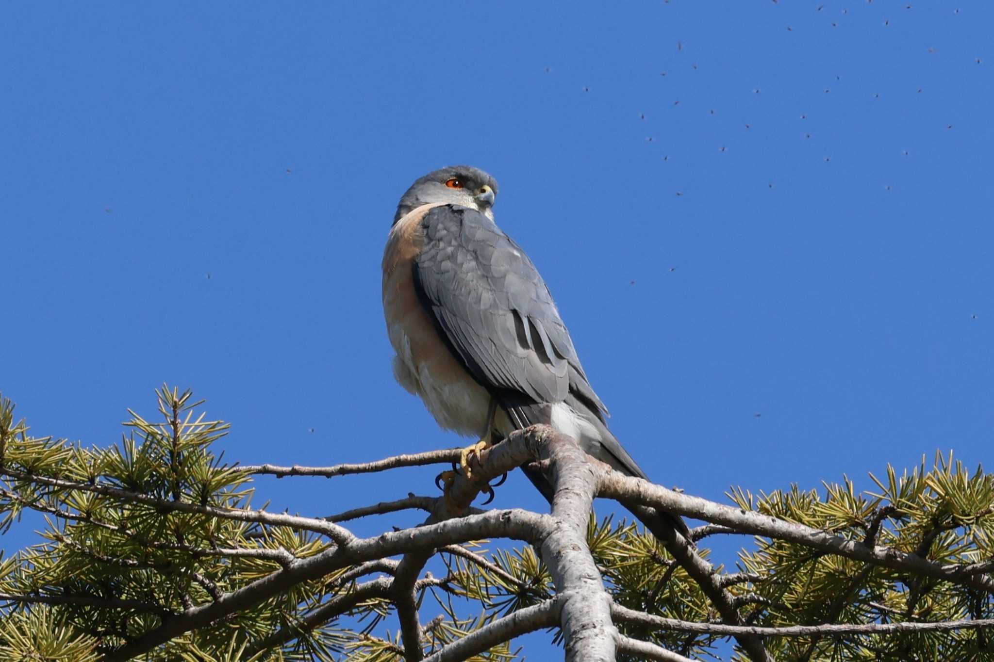 Japanese Sparrowhawk(iwasakii)