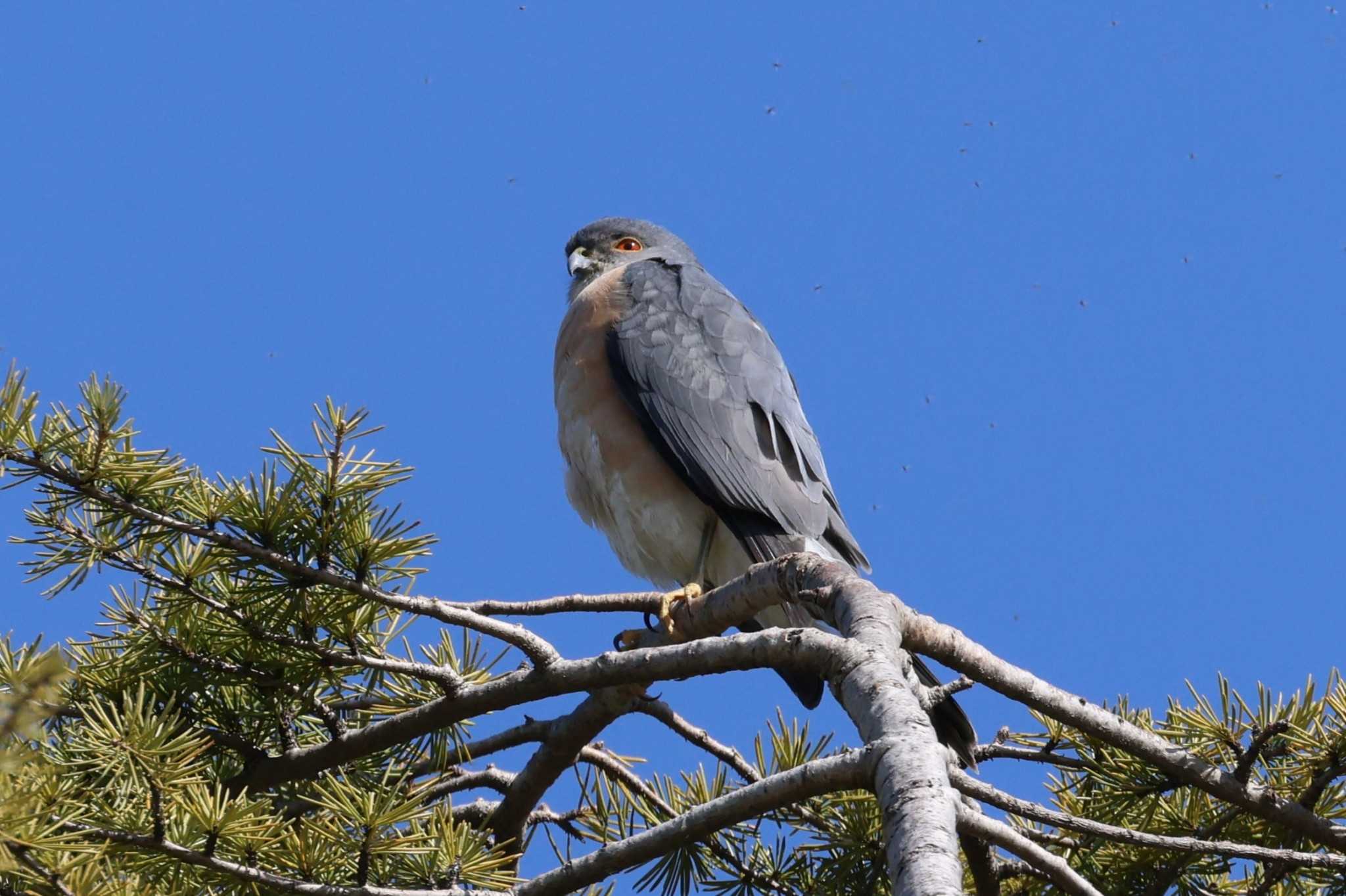 Japanese Sparrowhawk(iwasakii)