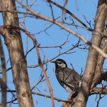 White-cheeked Starling 多摩川 Sun, 3/19/2023