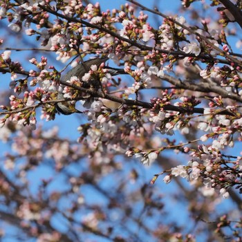 ヒヨドリ 多摩川 2023年3月19日(日)