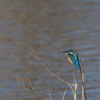 Common Kingfisher 多摩川 Sun, 3/19/2023