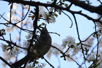 ヒヨドリ 和田堀公園 2023年3月19日(日)