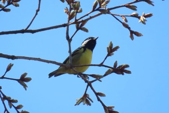 Yellow-bellied Tit 都内 Sun, 3/19/2023