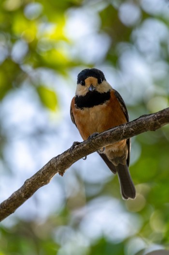 Varied Tit 桃山公園 Sun, 3/19/2023