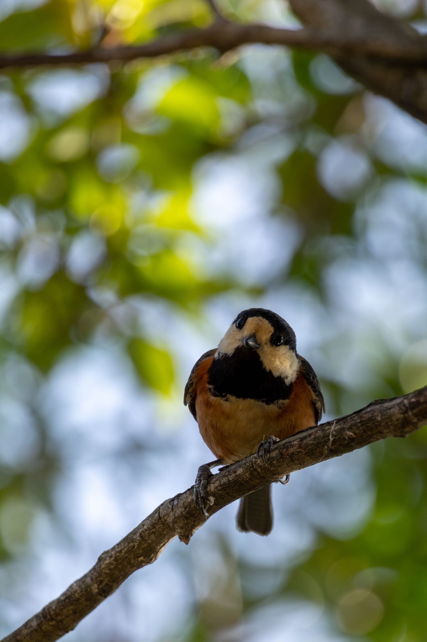 Photo of Varied Tit at 桃山公園 by ちったん