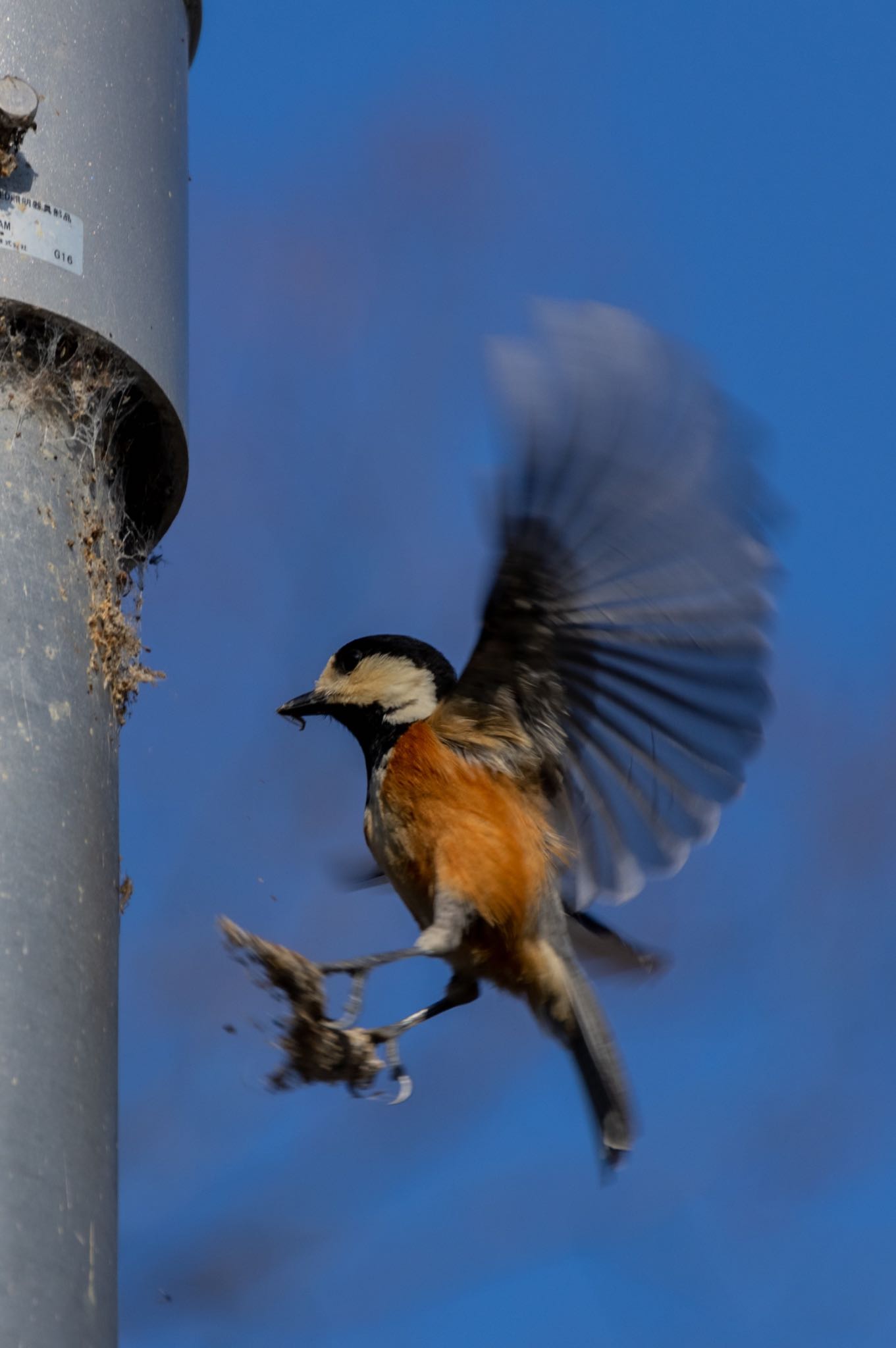 Photo of Varied Tit at 桃山公園 by ちったん