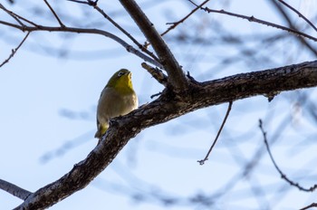 メジロ 桃山公園 2023年3月19日(日)