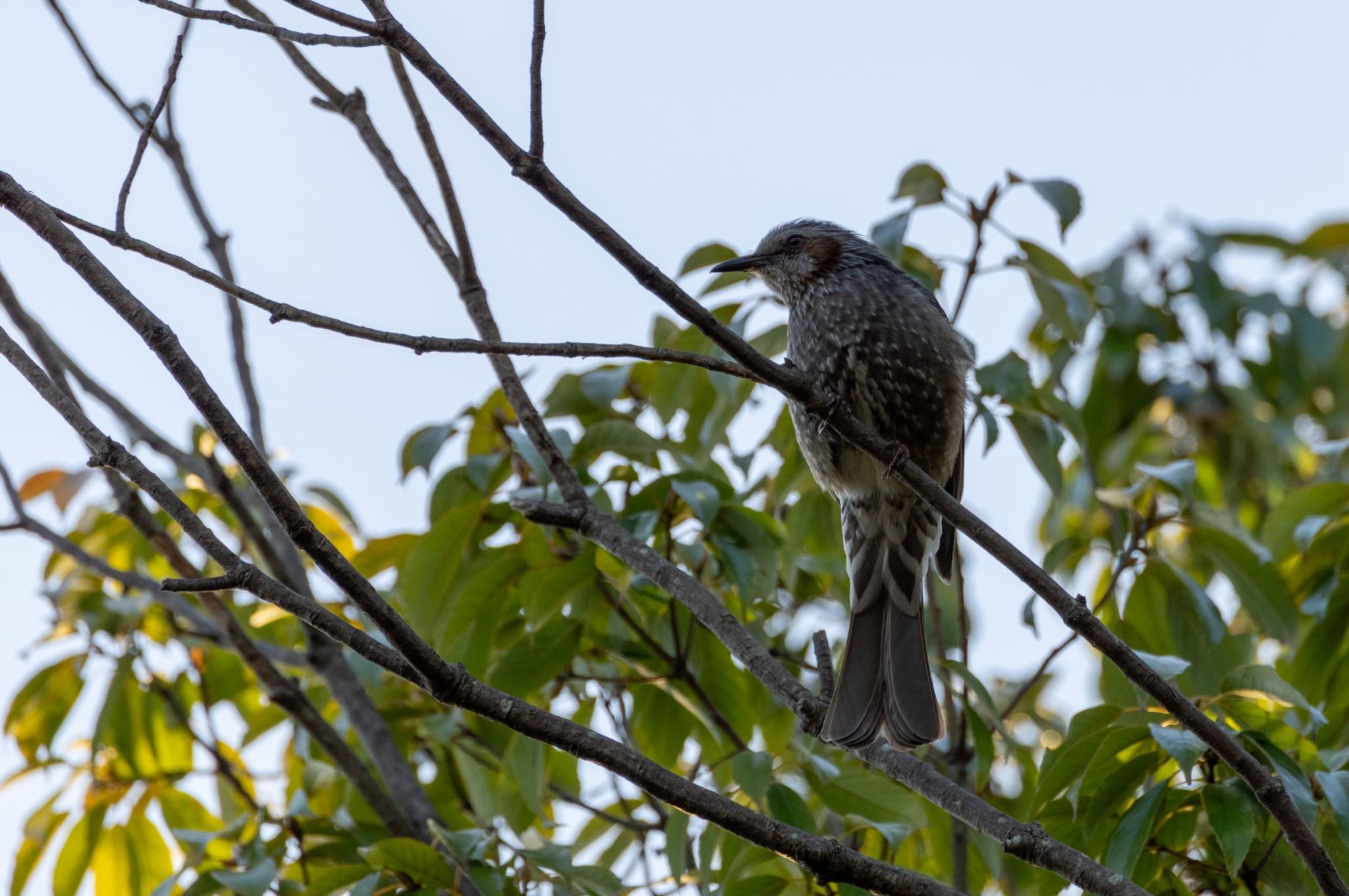 Photo of Brown-eared Bulbul at 桃山公園 by ちったん