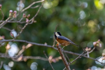 Varied Tit 桃山公園 Sun, 3/19/2023