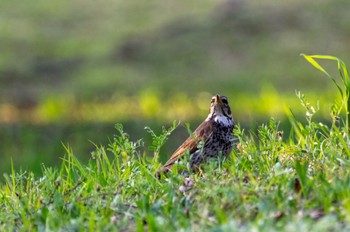 Dusky Thrush 桃山公園 Sun, 3/19/2023