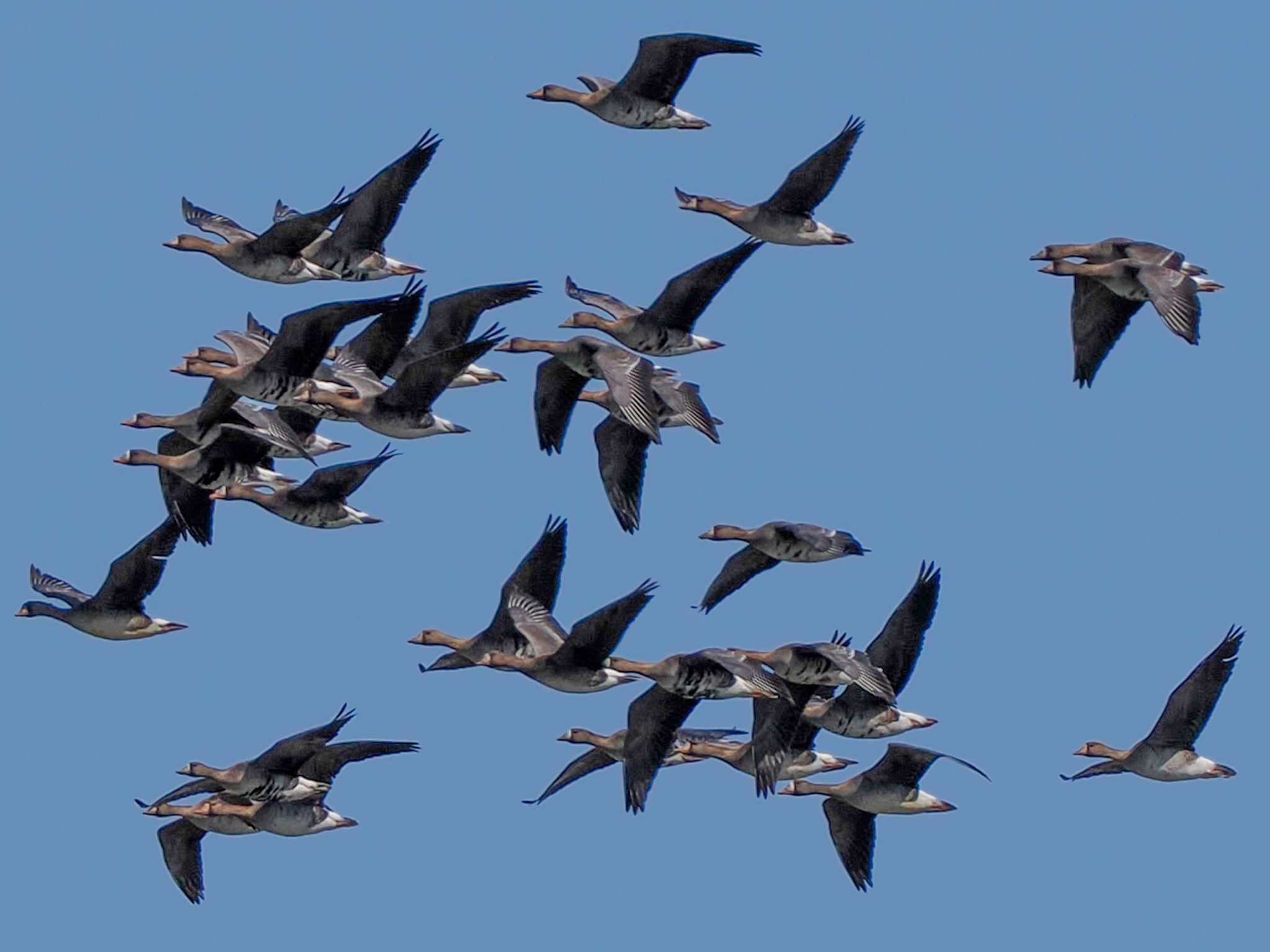 Greater White-fronted Goose