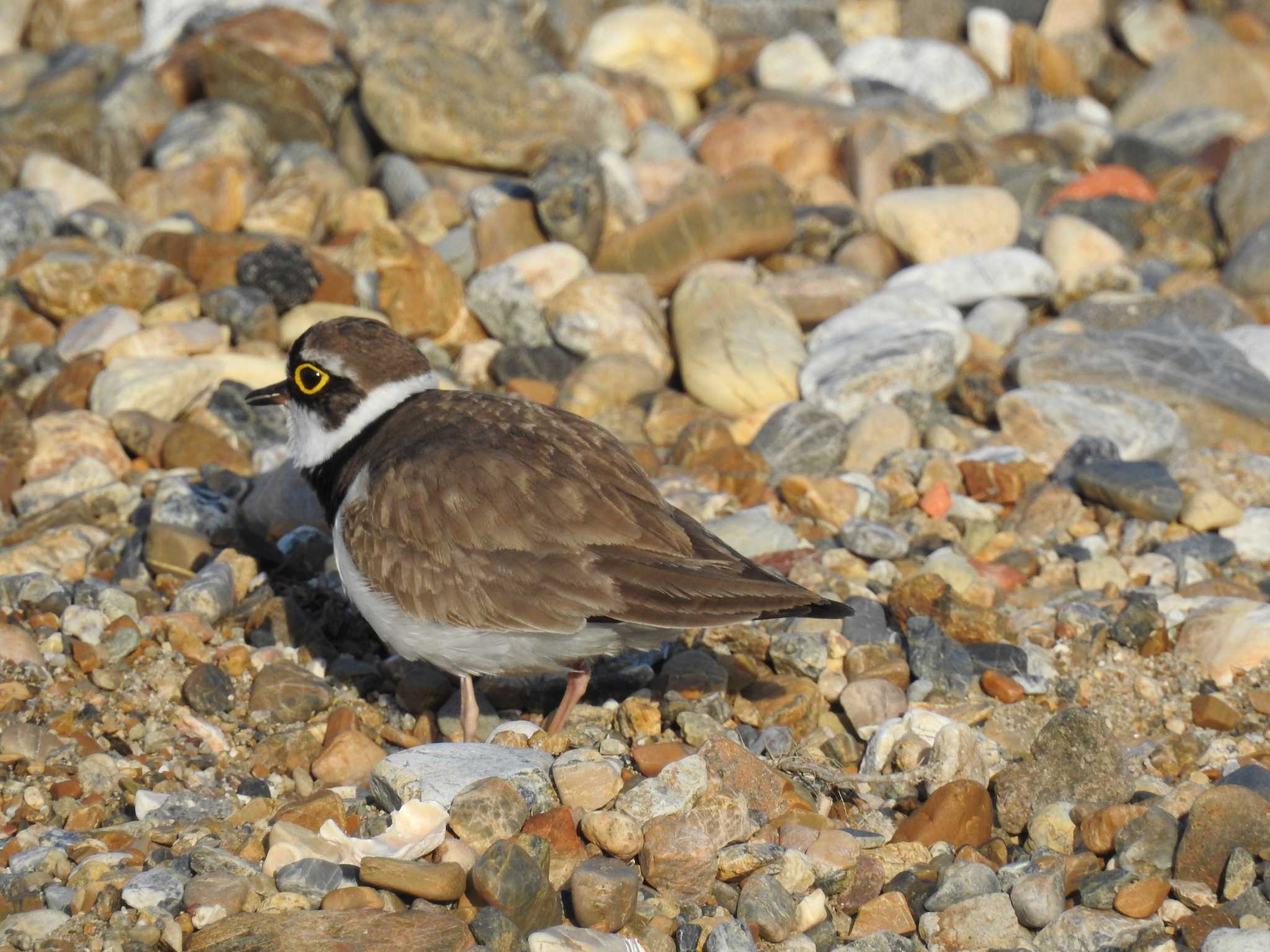 Little Ringed Plover