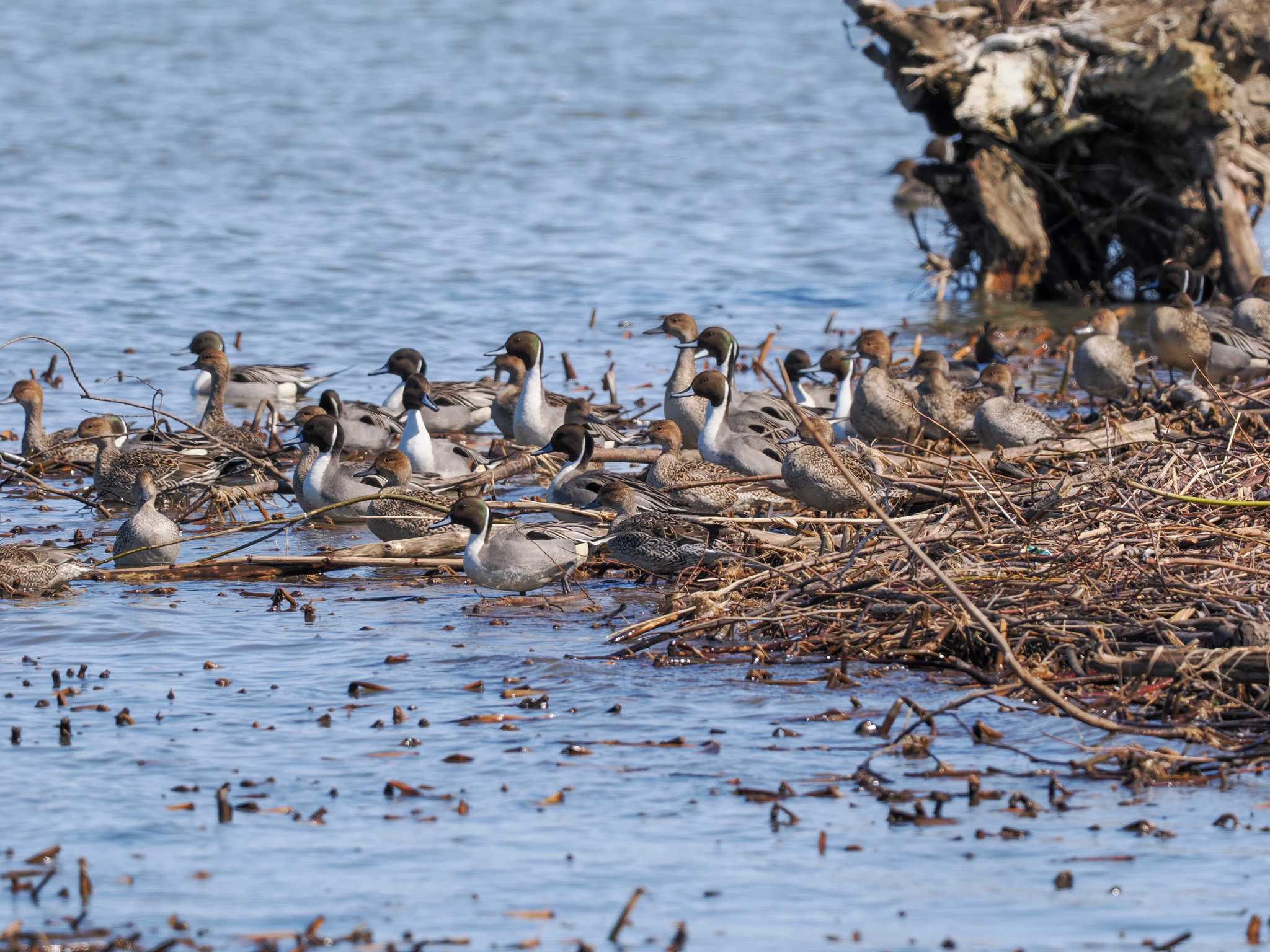 Photo of Northern Pintail at 石狩川河口 by 98_Ark (98ｱｰｸ)