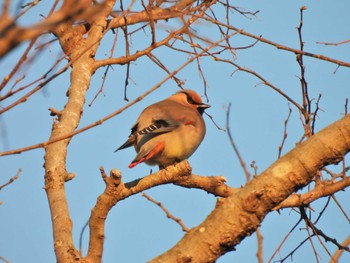 2023年3月19日(日) 葛西臨海公園の野鳥観察記録