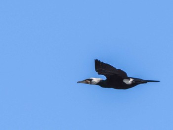 Great Cormorant 石狩川河口 Sun, 3/19/2023