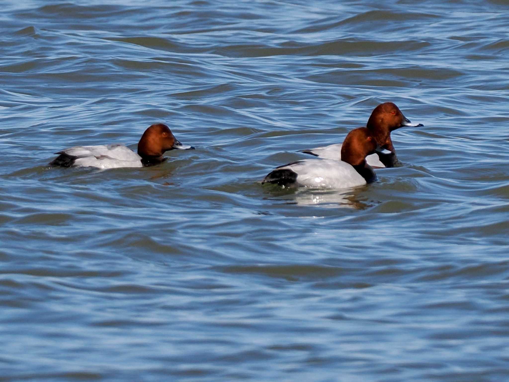 Common Pochard