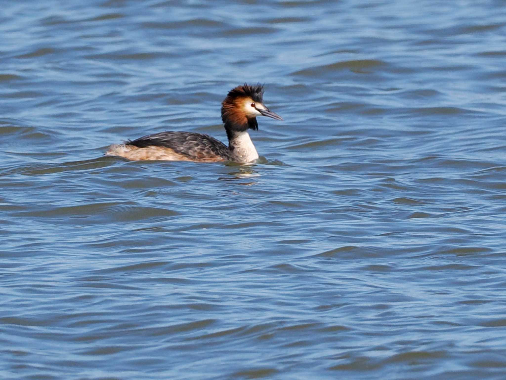 Photo of Great Crested Grebe at 石狩川河口 by 98_Ark (98ｱｰｸ)