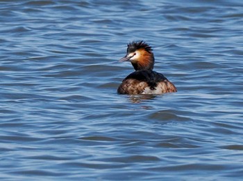 Great Crested Grebe 石狩川河口 Sun, 3/19/2023