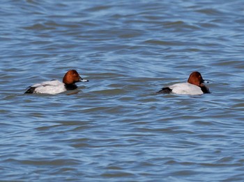 Common Pochard 石狩川河口 Sun, 3/19/2023