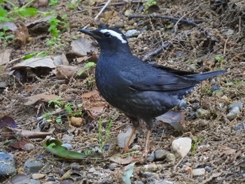 2018年5月12日(土) 兵庫県明石市の野鳥観察記録