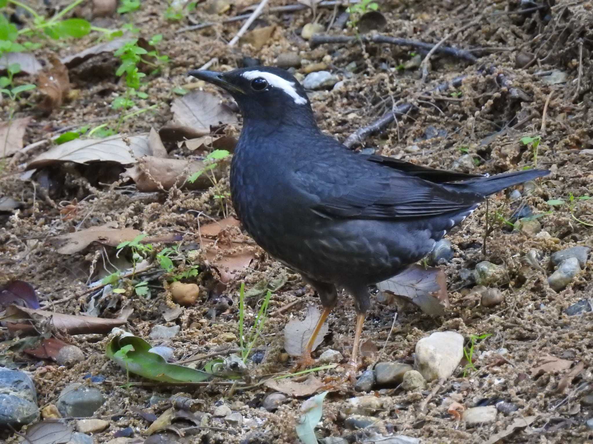 Siberian Thrush