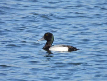 スズガモ 葛西臨海公園 2023年3月19日(日)