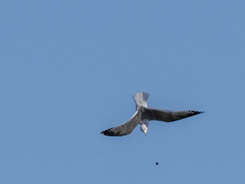 Common Gull 石狩川河口 Sun, 3/19/2023