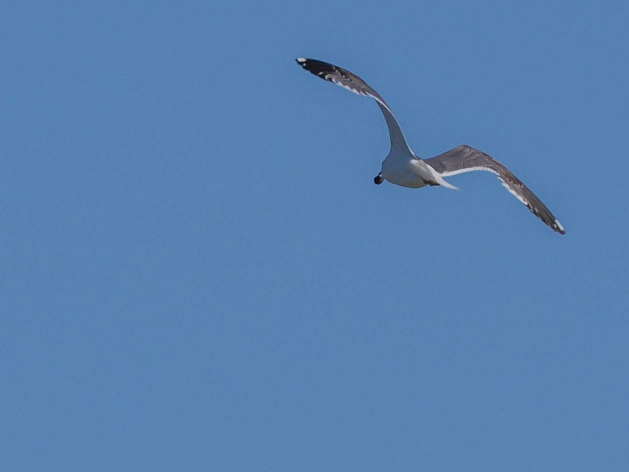 Common Gull