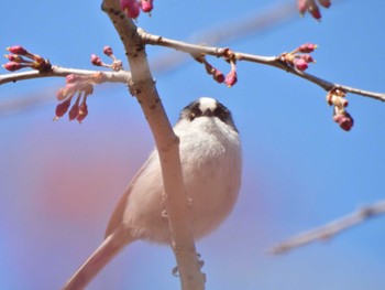 2023年3月19日(日) 木場公園(江東区)の野鳥観察記録