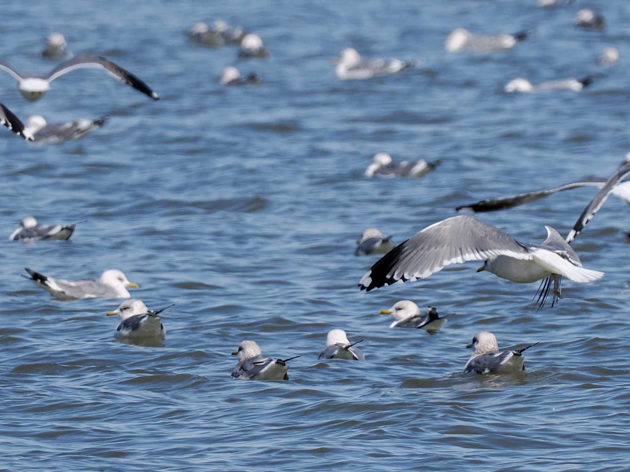 Common Gull