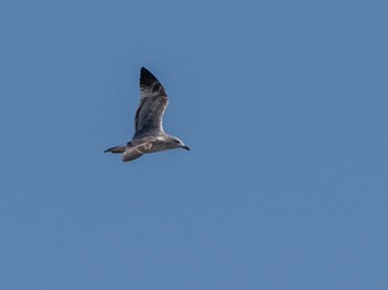 Common Gull 石狩川河口 Sun, 3/19/2023