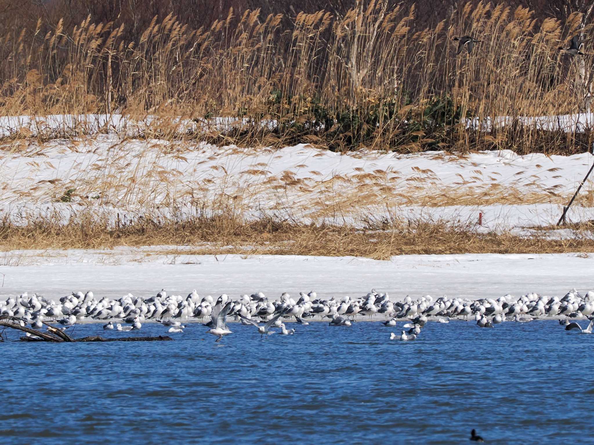 Photo of Common Gull at 石狩川河口 by 98_Ark (98ｱｰｸ)