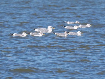 Common Gull 石狩川河口 Sun, 3/19/2023