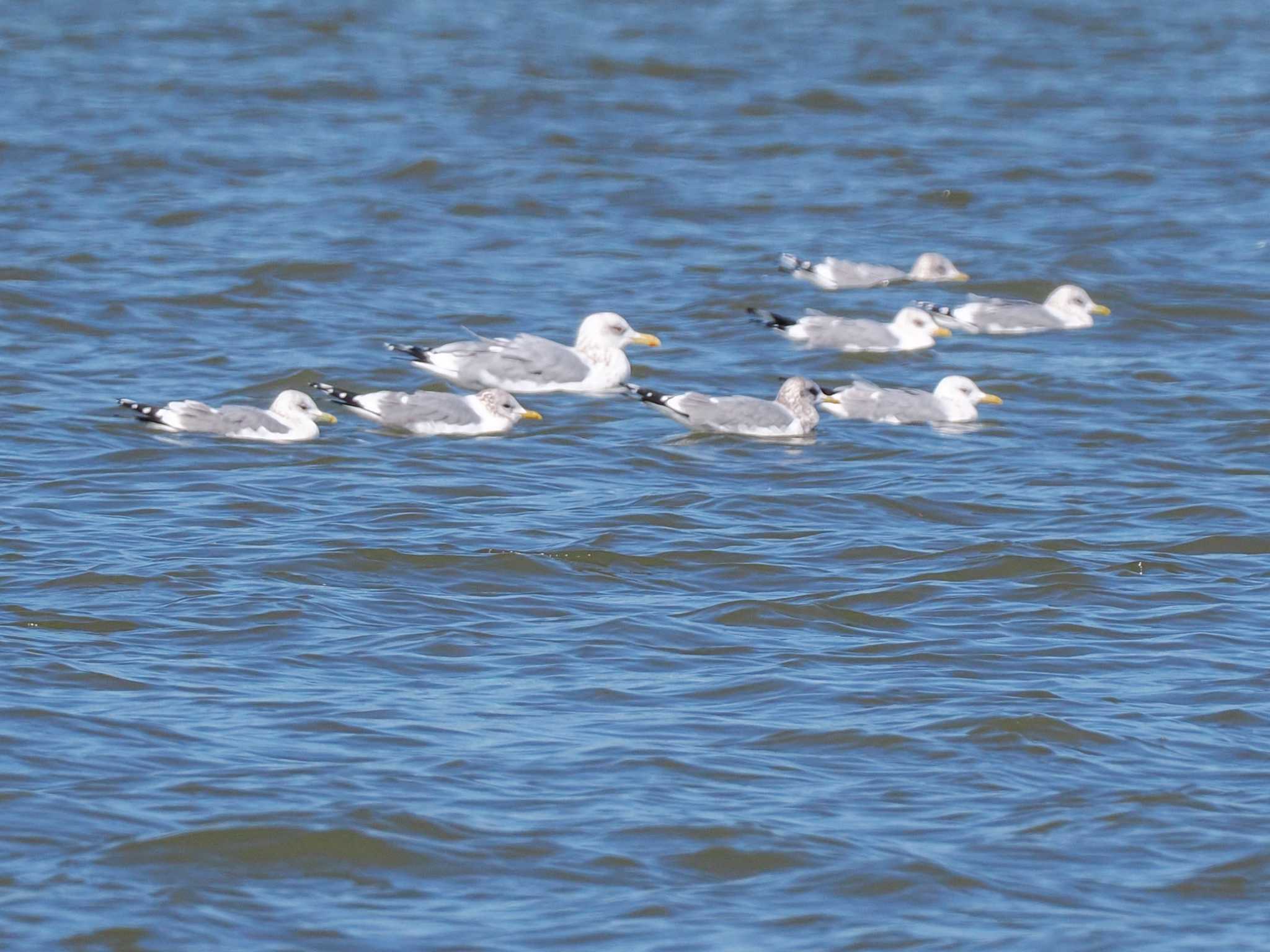 Photo of Common Gull at 石狩川河口 by 98_Ark (98ｱｰｸ)