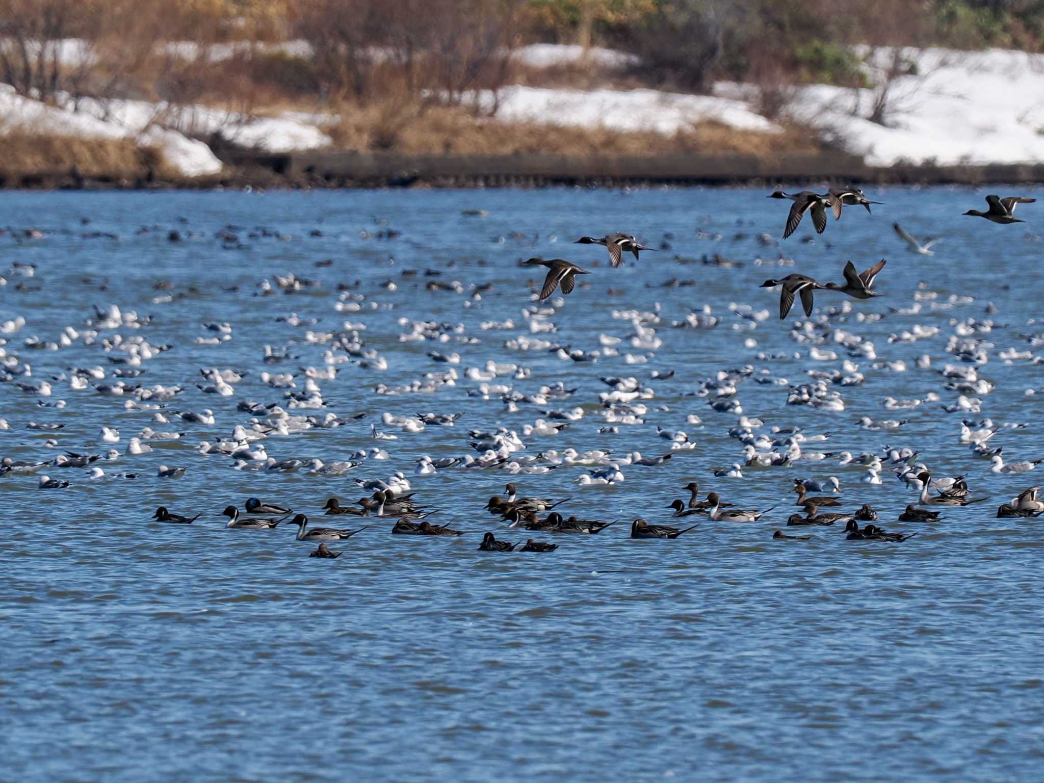 Photo of Common Gull at 石狩川河口 by 98_Ark (98ｱｰｸ)